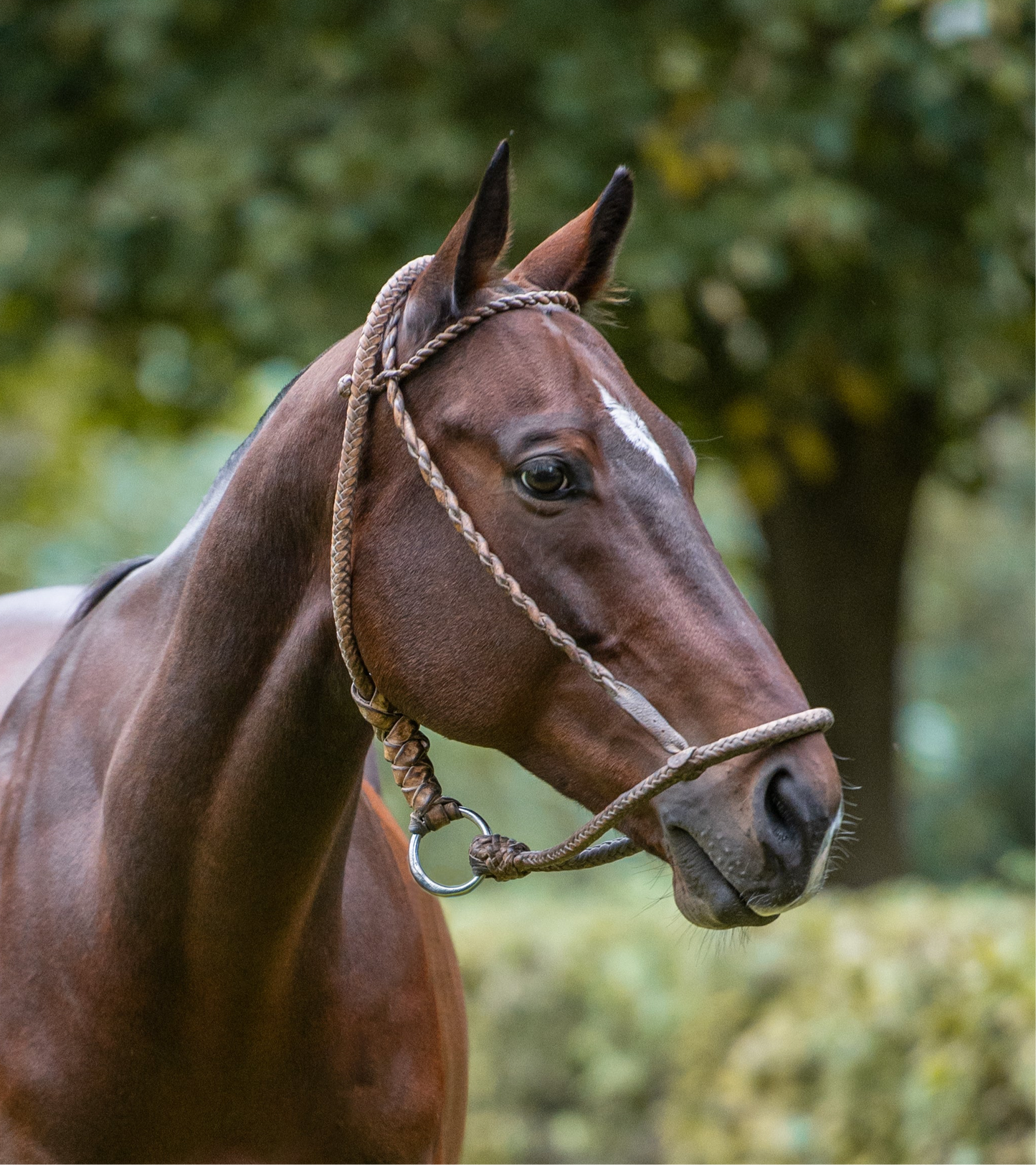 Argentine Rawhide Halter