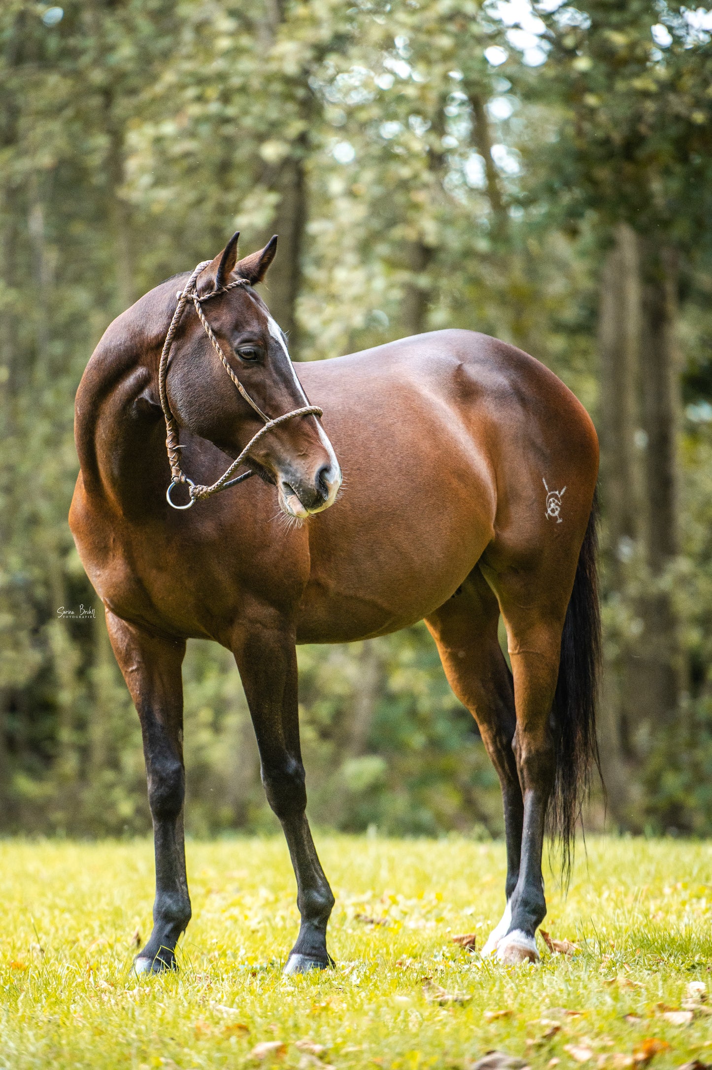 Argentine Rawhide Halter